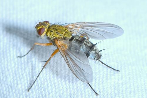 Dexiosoma caninum